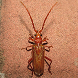 Gahania simmondsi